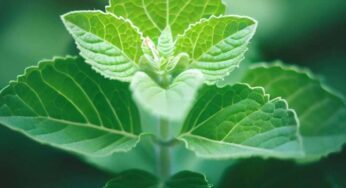 The Profound Wisdom of Plants in Hindu Rituals: A Deep Dive into 5 Hindu Healing Plants