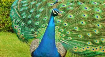 The Symbolism of the Peacock in Hinduism