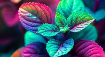 The Power of 10: Unleashing the Health Benefits of the Tulsi Plant